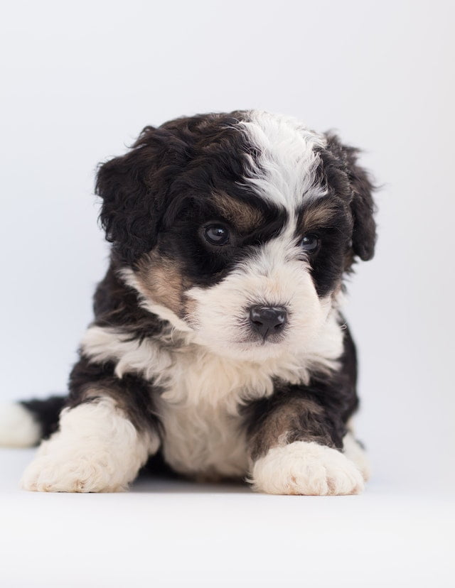 Poodle puppy from Pexels images