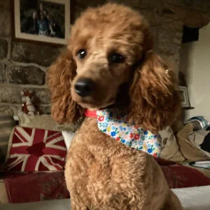 Rosie