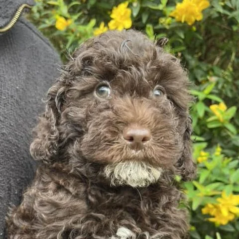 Peggy Yogi 3 - Brown Boy - Green Collar - Poodle