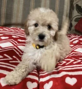 Peggy Yogi 3 - Cream & White Girl - Yellow Collar - Poodle