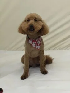 Rusty - Wrenspoodle Bailey - Stud Dog @ Reapmoor Dogs