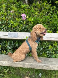 Rusty on a bench