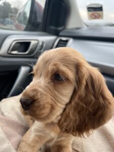 ella