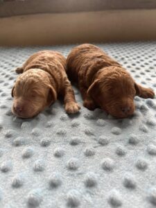 Rosie and Rusty Litter Boys - March 2025