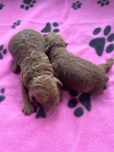 Rosie and Rusty Litter Girls - March 2025