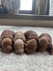 Rosie and Rusty Litter - March 2025