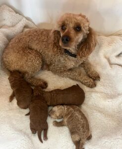 Rosie and Rusty Litter with Mum - March 2025