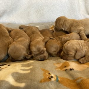 bundle of puppies