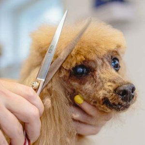 Dog Grooming Haircut photo poodle from Pixabay