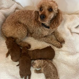 Rosie and Rusty Litter with Mum - March 2025