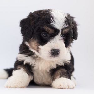 Poodle puppy from Pexels images