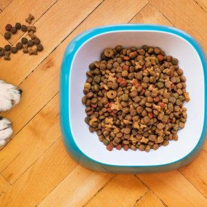 dog food biscuits bowl